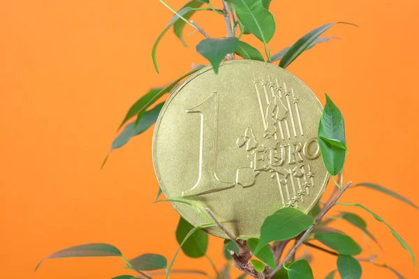 Фікус і одна монета євро на помаранчевому фоні — стокове фото