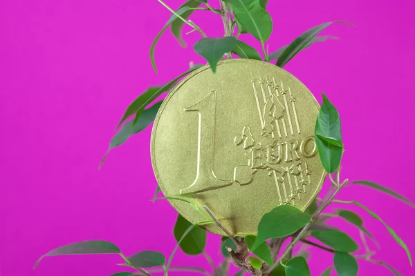 Фикус и монета евро на фиолетовом фоне — стоковое фото
