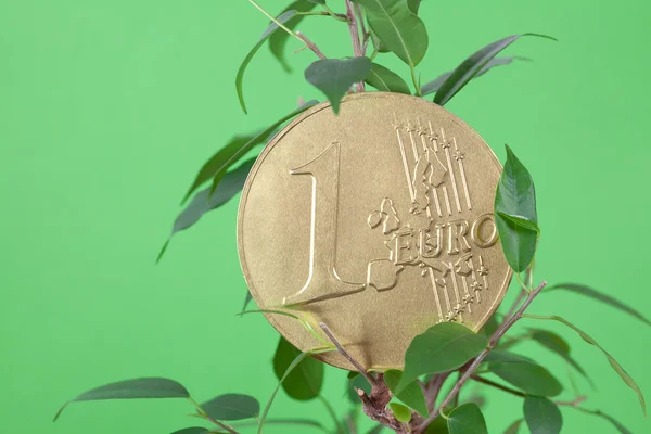 Фикус и монеты евро на зеленом фоне — стоковое фото
