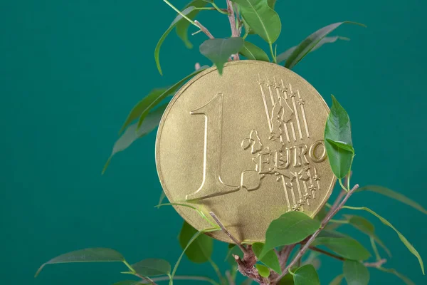 Ficus y una moneda de euro sobre un fondo verde — Foto de Stock