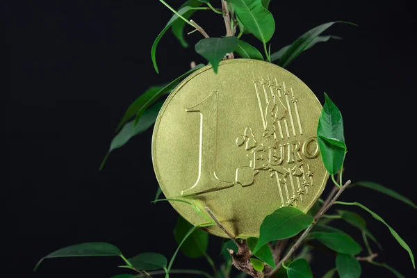 黑色背景上的榕树和 1 欧元硬币 — 图库照片