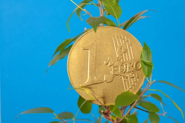 Figowiec i jedno euro moneta na niebieskim tle — Zdjęcie stockowe