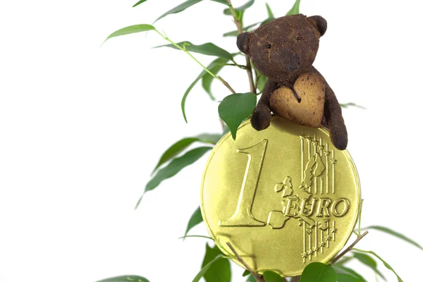 Ficus, één euro munt en teddy bear geïsoleerd op wit — Stockfoto