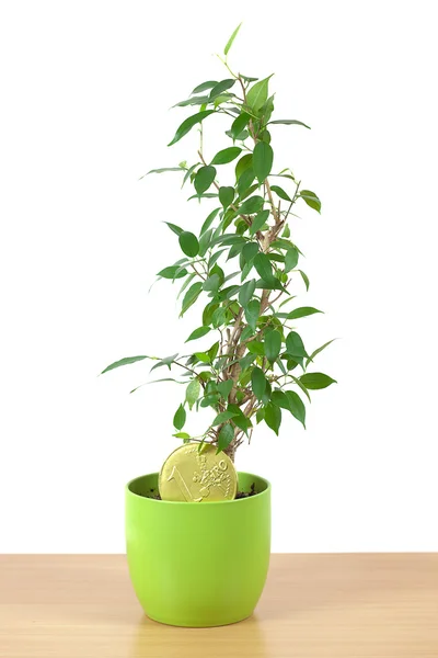Ficus i en kruka på bordet isolerad på vit — Stockfoto
