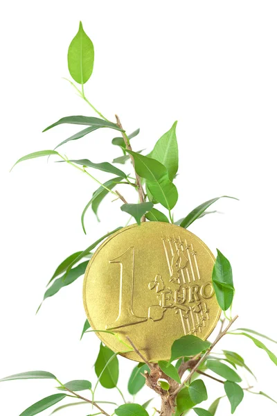 Ficus en één euro munt geïsoleerd op wit — Stockfoto