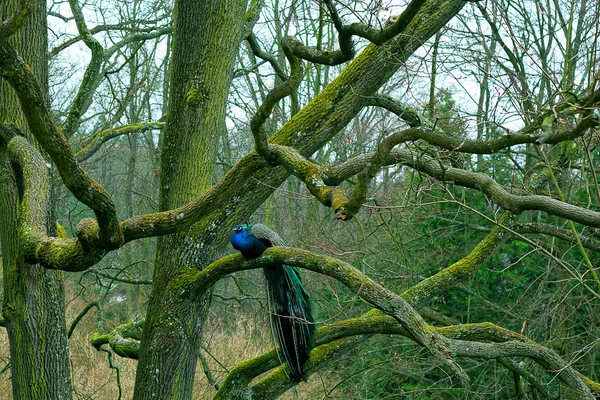 Pavão sentado em um ramo de árvore no parque de outono — Fotografia de Stock