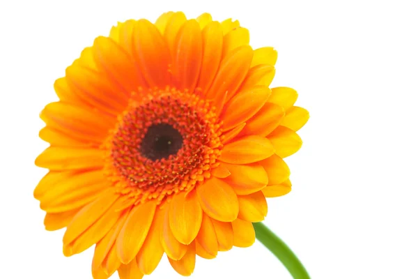 An orange gerbera flower isolated on white Stock Picture