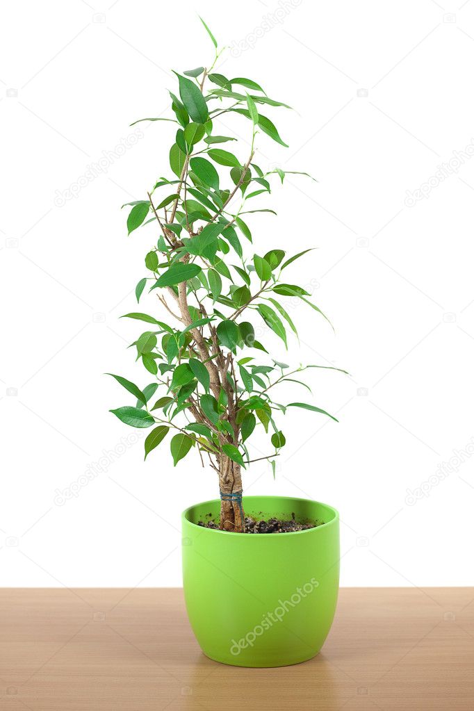 Ficus in a pot on the table isolated on white