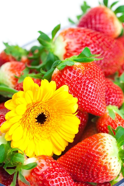 Фон большой красной сочной спелой клубники и цветка — стоковое фото