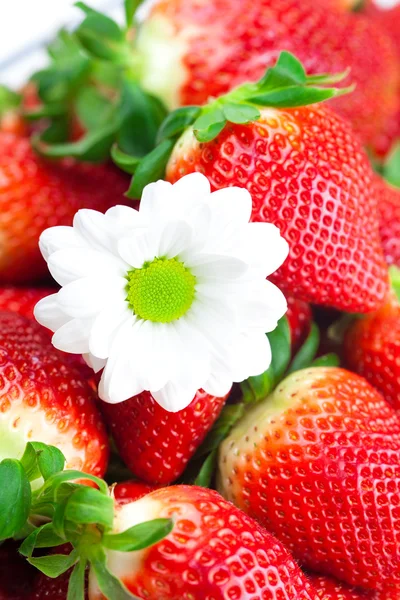 Bakgrund av röda stora saftiga mogen jordgubbe och blomma — Stockfoto