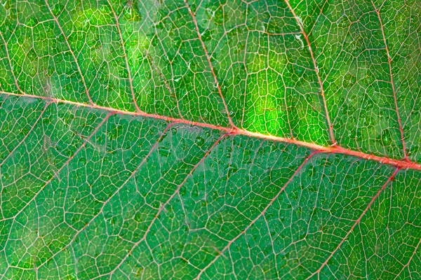 Close-up of green leaf with water drops — Stock Photo, Image