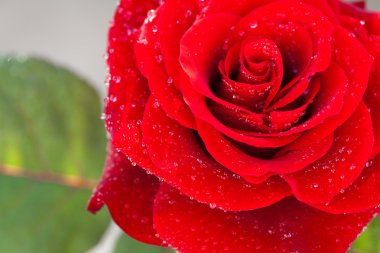 Background of the big beautiful red rose with water drops