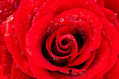 Background of the big beautiful red rose with water drops