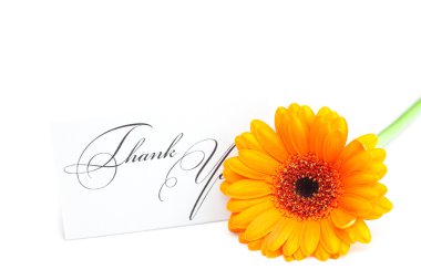 Gerbera and a card signed thank you isolated on white clipart