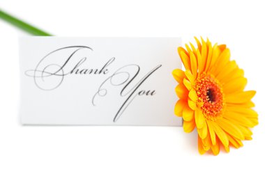 Gerbera and a card signed thank you isolated on white clipart