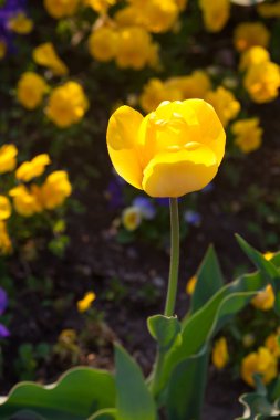 güzel Lale Şehir Parkı