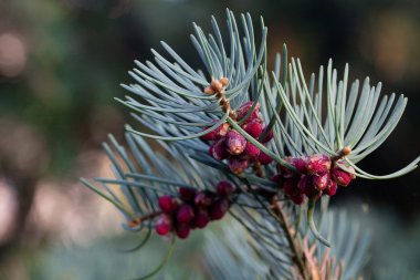 Young spruce with cones clipart