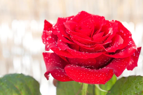 Grande rosa vermelha bonita com gotas de água — Fotografia de Stock