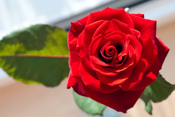 Grande rosa roja hermosa sobre un fondo de la naturaleza — Foto de Stock