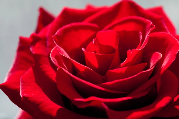 Zázemí velké krásné červené růže — Stock fotografie