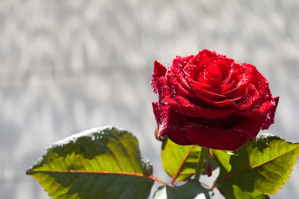 在大自然的背景上大美丽的红玫瑰 — 图库照片