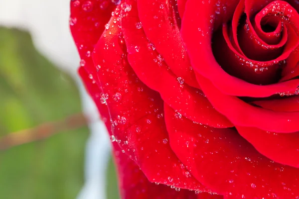 Υπόβαθρο του μεγάλου όμορφο κόκκινο τριαντάφυλλο με νερό πέφτει — Φωτογραφία Αρχείου