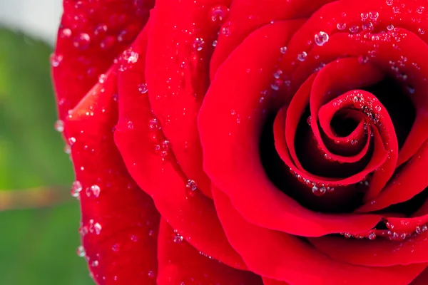 Fondo de la rosa roja hermosa grande con gotas de agua — Foto de Stock