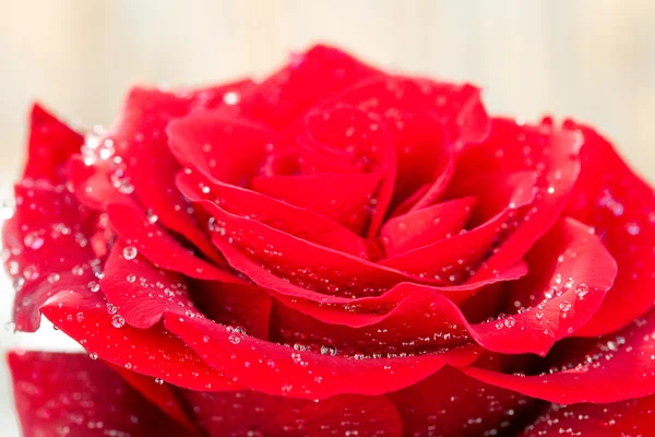 Tło z duża czerwona róża z wody spadnie — Zdjęcie stockowe