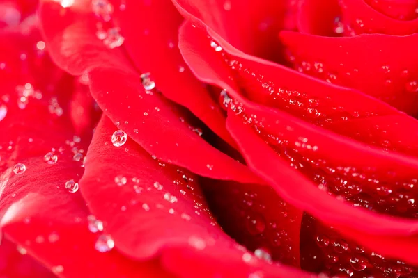 Tło z duża czerwona róża z wody spadnie — Zdjęcie stockowe