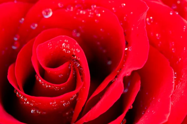 Υπόβαθρο του μεγάλου όμορφο κόκκινο τριαντάφυλλο με νερό πέφτει — Φωτογραφία Αρχείου