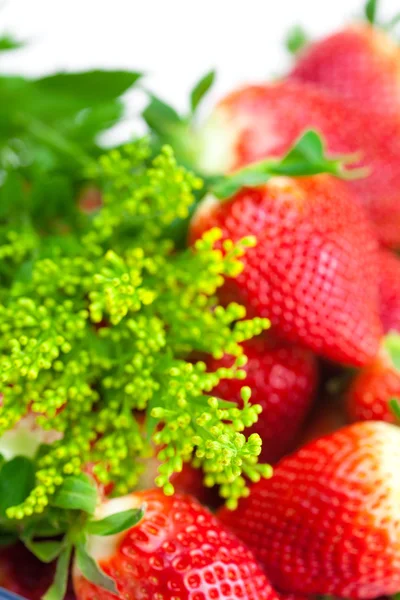 Fondo de grandes fresas maduras jugosas rojas y flor —  Fotos de Stock