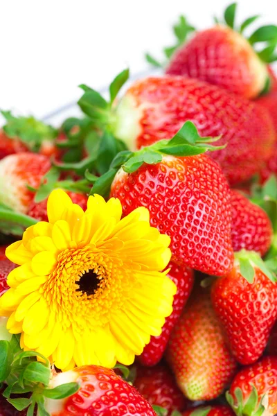 Фон красных больших сочных спелых клубники и цветка — стоковое фото