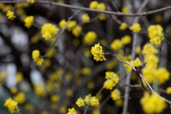 盛开在一棵树的树枝上的黄色小花 — 图库照片