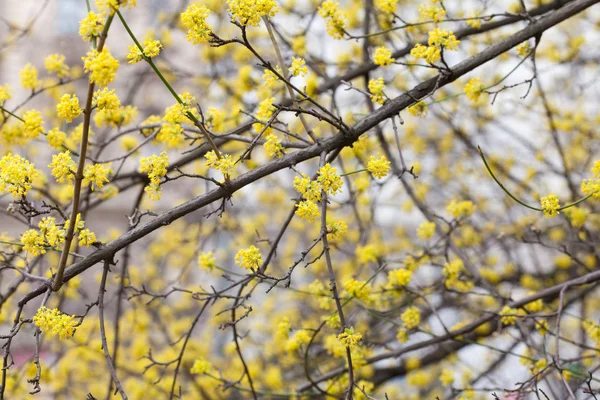 Florescendo flores amarelas nos ramos de uma árvore — Fotografia de Stock