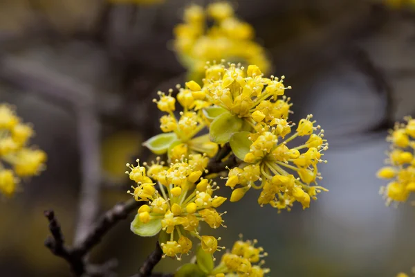 Gele bloemen op de takken van een boom in bloei — Stockfoto