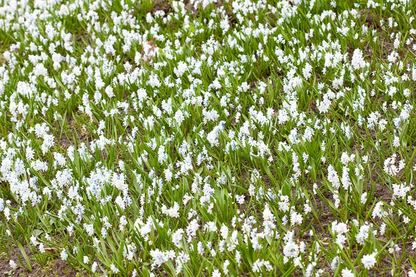 Fondo de nevadas azules en la hierba verde —  Fotos de Stock