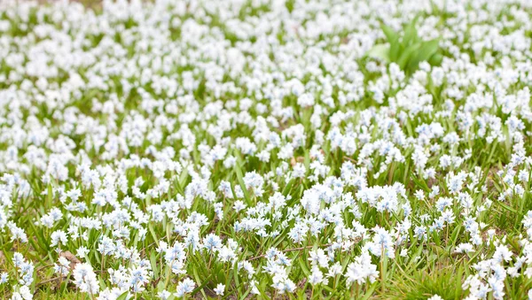 緑の草に青い snowdrops の背景 — ストック写真