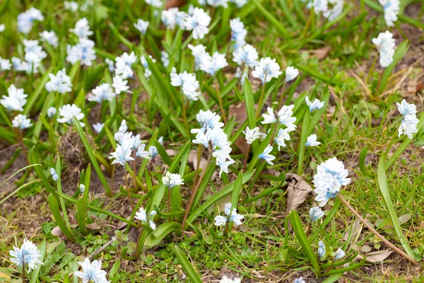 Background of blue snowdrops in the green grass — Stock Photo, Image