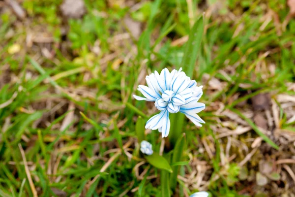 Blue snowdrop on the background of green grass — Stock Photo, Image