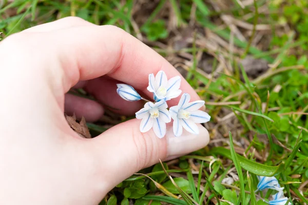 Blaues Schneeglöckchen in der Hand gegen das grüne Gras — Stockfoto