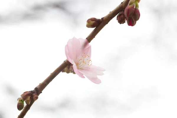 Blühende Blumen an den Zweigen der Sakura-Blüten gegen die — Stockfoto