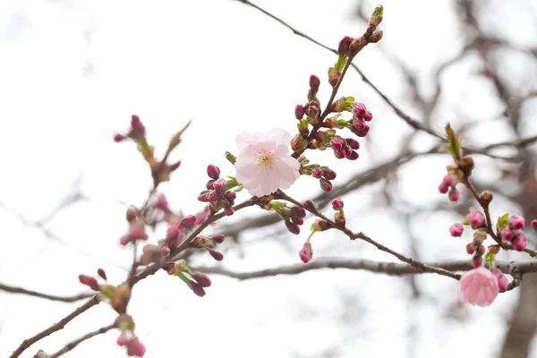 反対の桜の枝に咲く花は — ストック写真