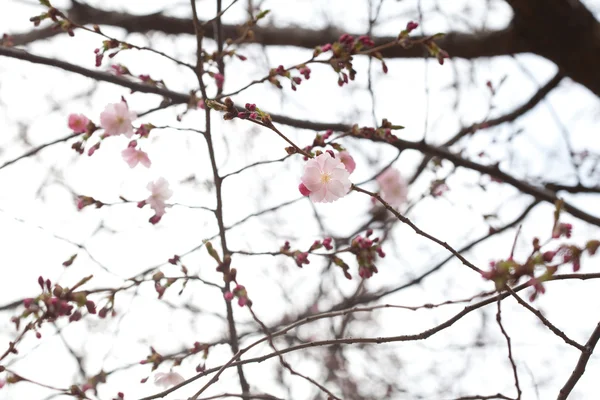 Blooming flowers on the branches of sakura blossoms against the — Stock Photo, Image