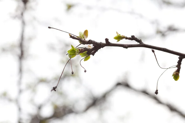 Botões verdes florescendo nos ramos de uma árvore — Fotografia de Stock