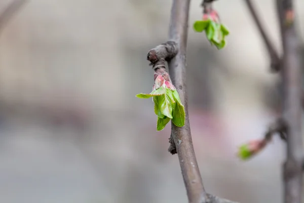 Kvetoucí zelené pupeny na větvích stromu — Stock fotografie