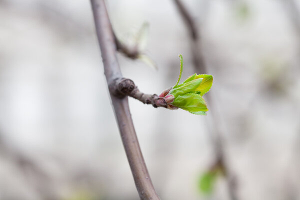 Blooming green buds on the branches of a tree