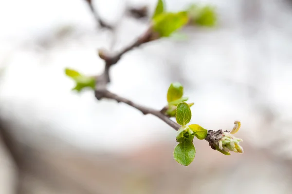 Kvetoucí zelené pupeny na větvích stromu — Stock fotografie