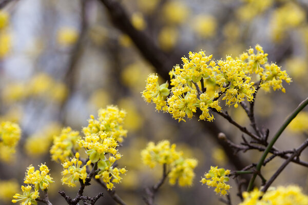 Blooming yellow flowers on the branches of a tree