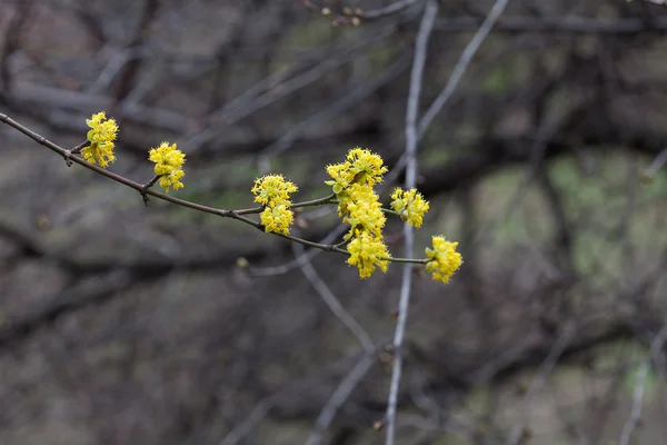 Blommande gula blommor på grenarna i ett träd — Stockfoto