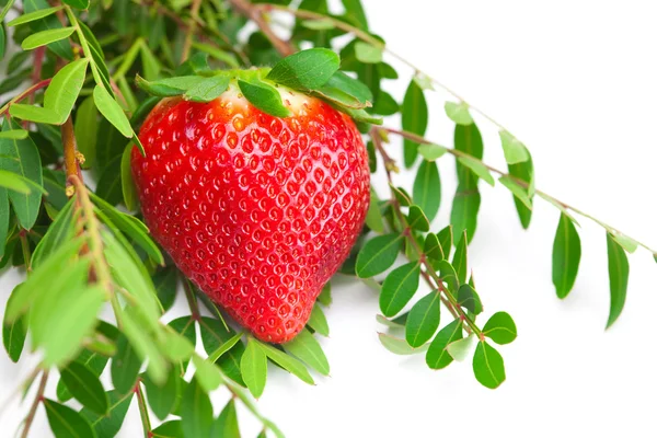 Bakgrund av röda stora saftiga mogen jordgubbe och blomma — Stockfoto
